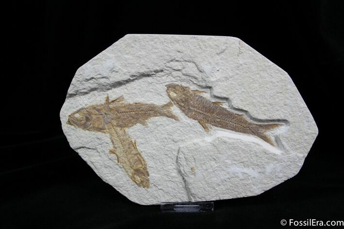 Knightia Triple Fossil Fish #833